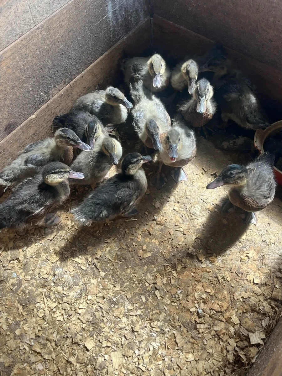 Poultry - Image 2