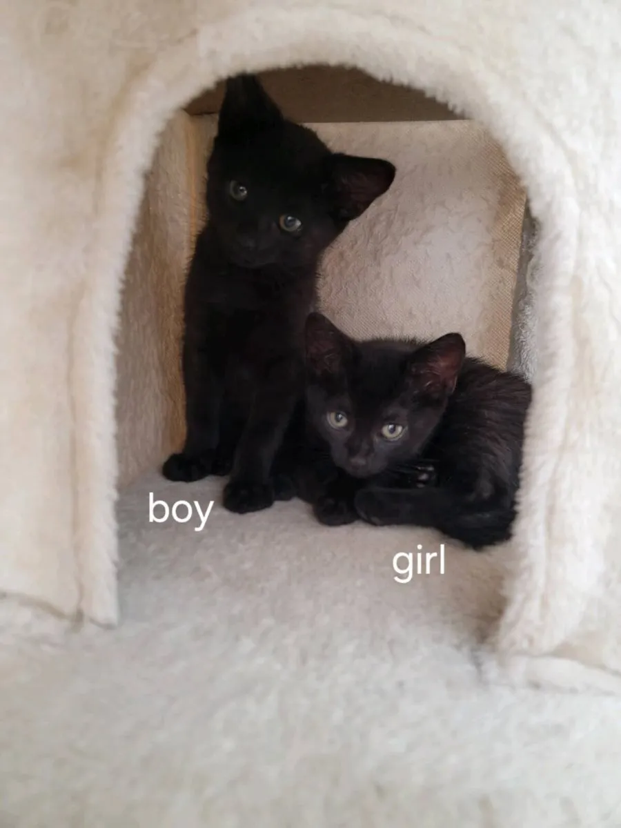 Kittens - Image 1