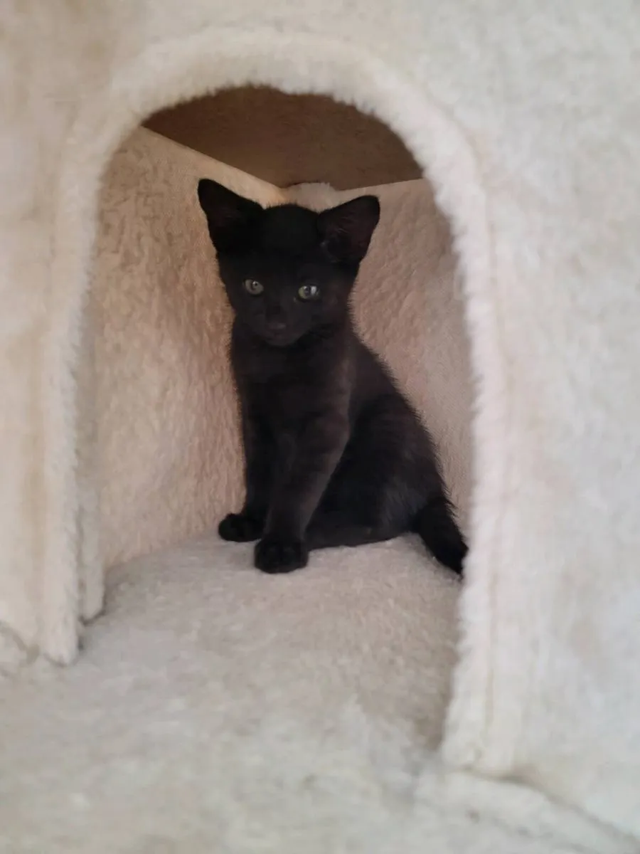 Kittens - Image 2