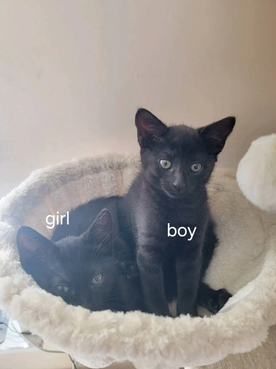 Kittens - Image 3