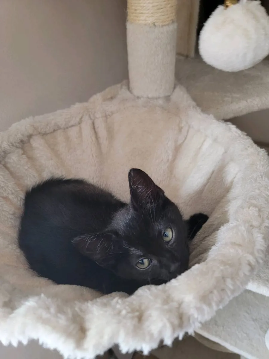 Kittens - Image 4