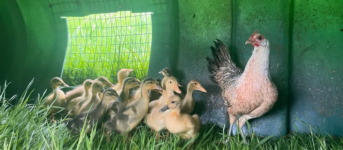 Chicks and ducklings - Image 1