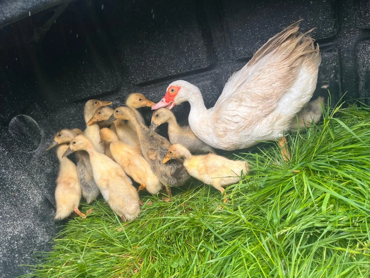 Chicks and ducklings - Image 2