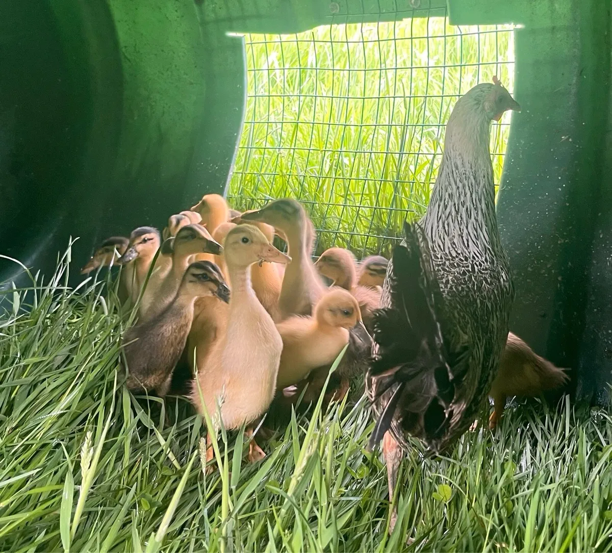 Chicks and ducklings - Image 3