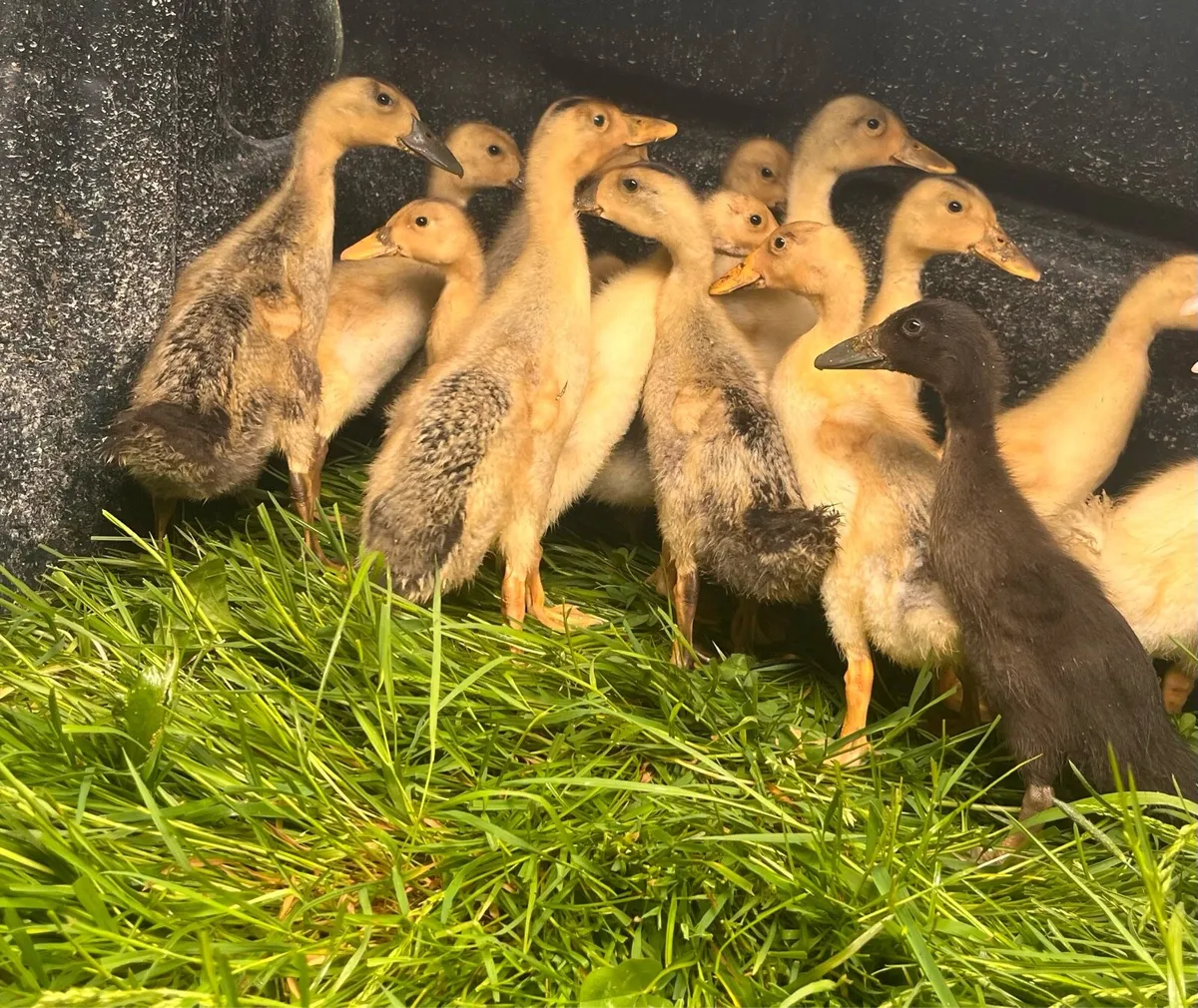 Chicks and ducklings - Image 4