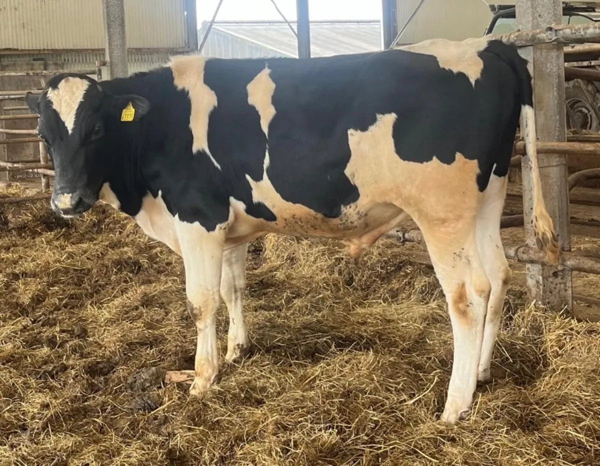 Friesan bull