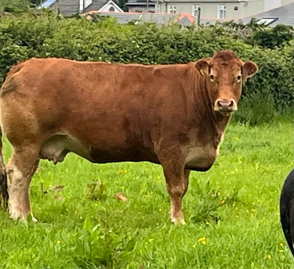 Hybrid bull - Image 2