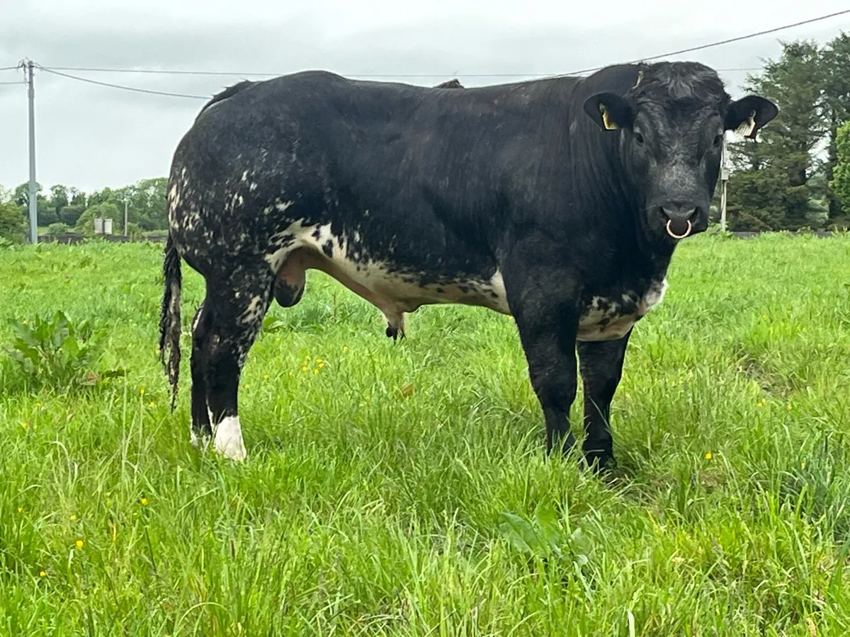 Hybrid bull - Image 3