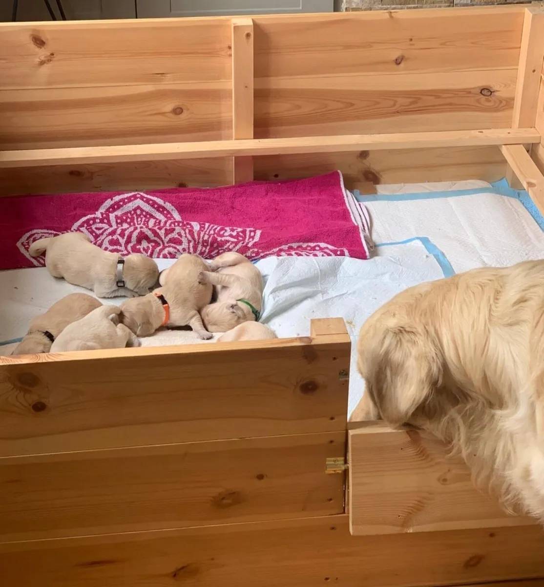 Whelping Box - Image 1