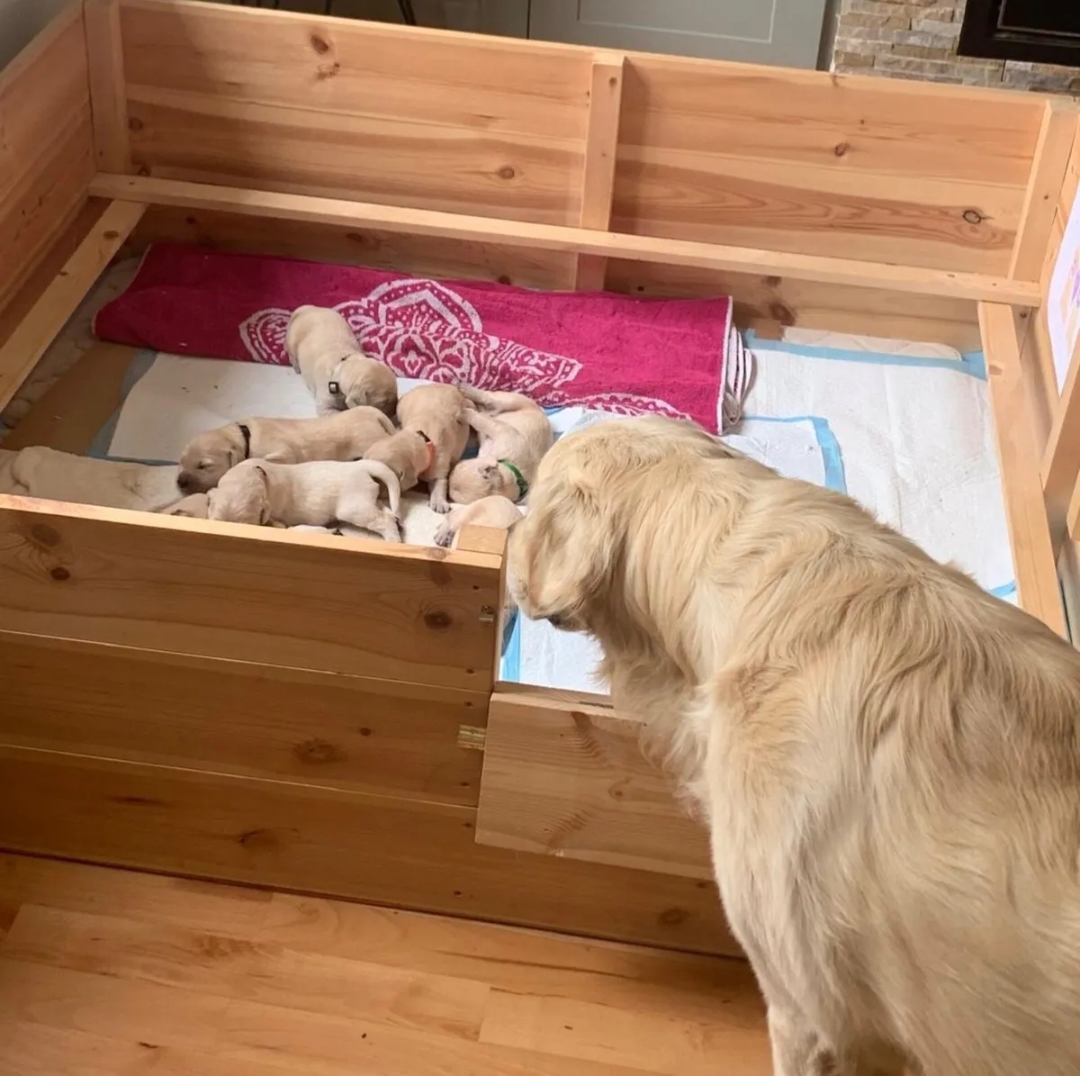 Whelping Box - Image 2