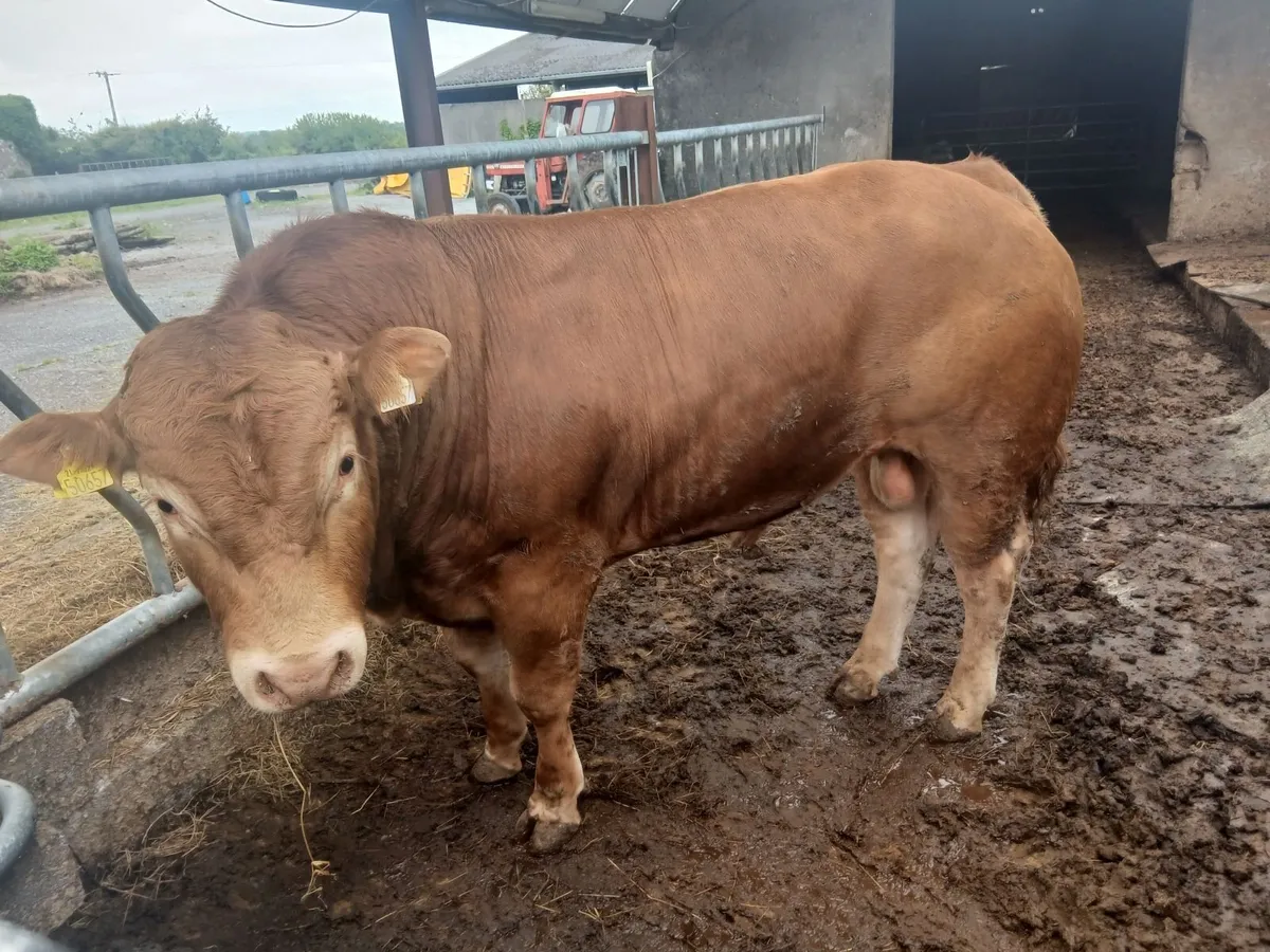 Limousin bull - Image 2