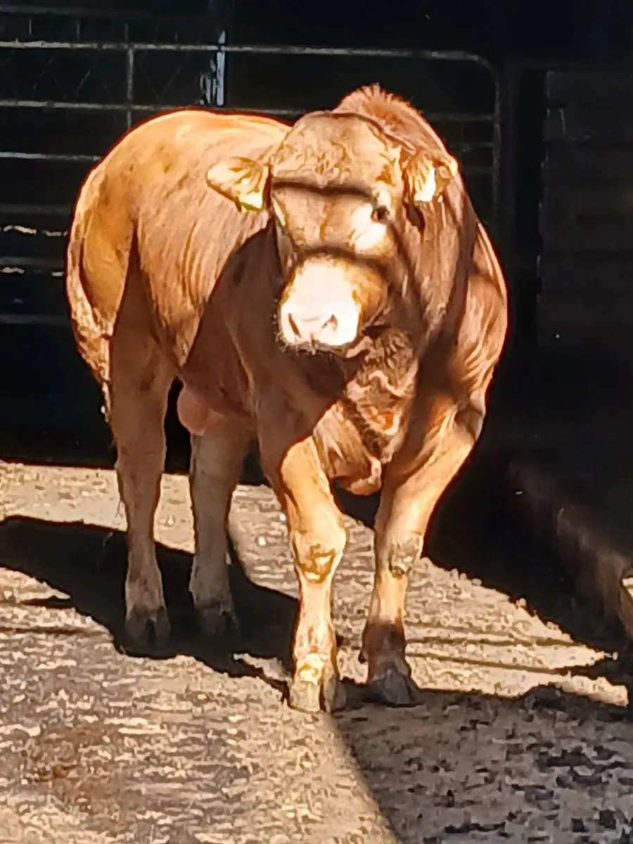 Limousin bull - Image 3