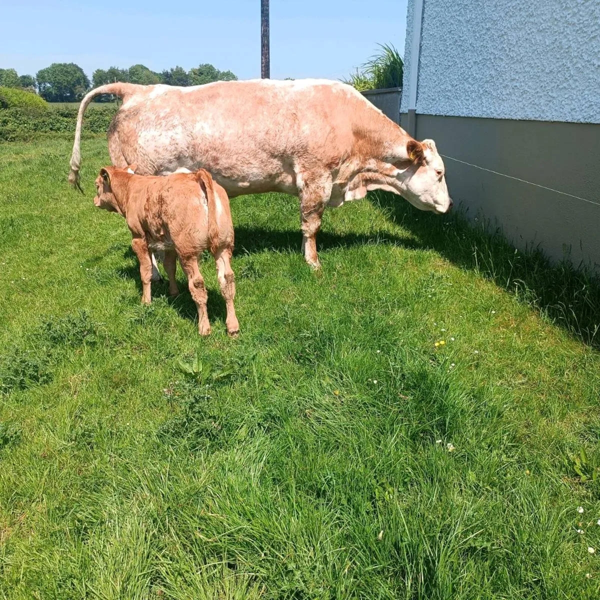 EPI bull - Image 1