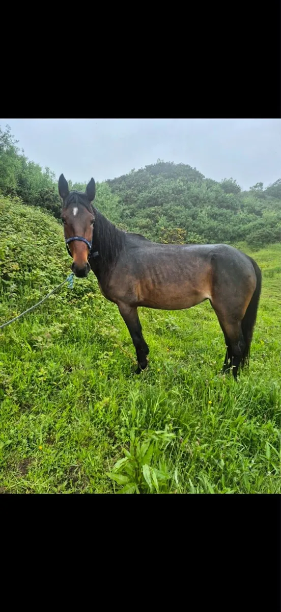 Horse - Image 2