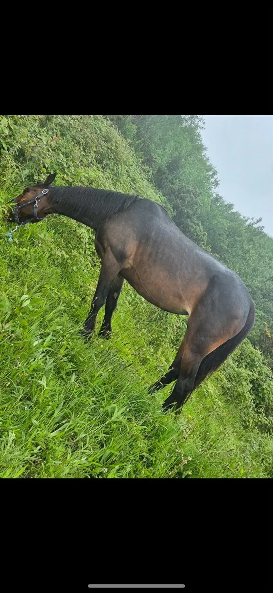 Horse - Image 3