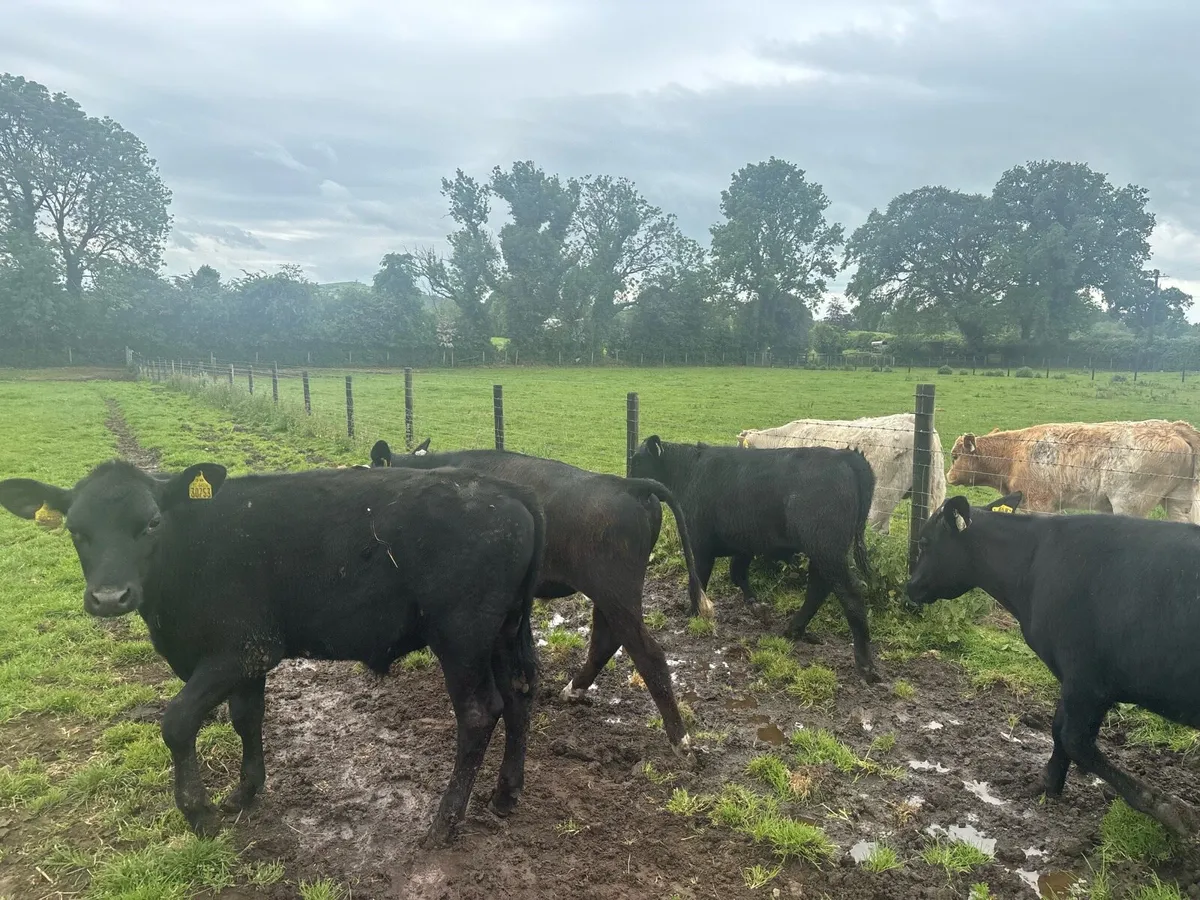 5 super Angus 260 kg bullocks - Image 2