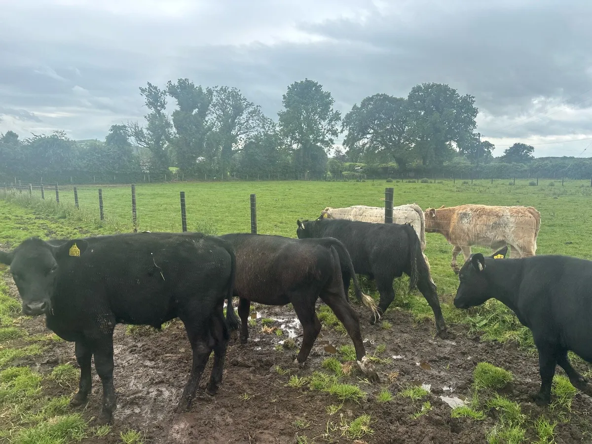 5 super Angus 260 kg bullocks - Image 3