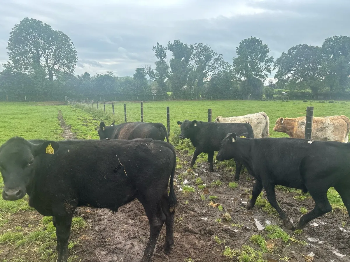 5 super Angus 260 kg bullocks - Image 4