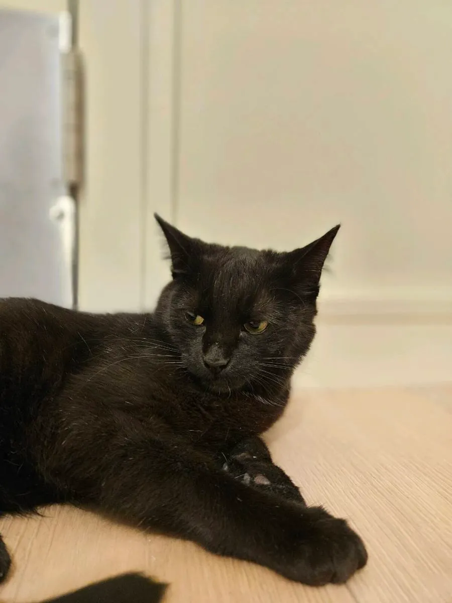 Cat for Free! - Image 2
