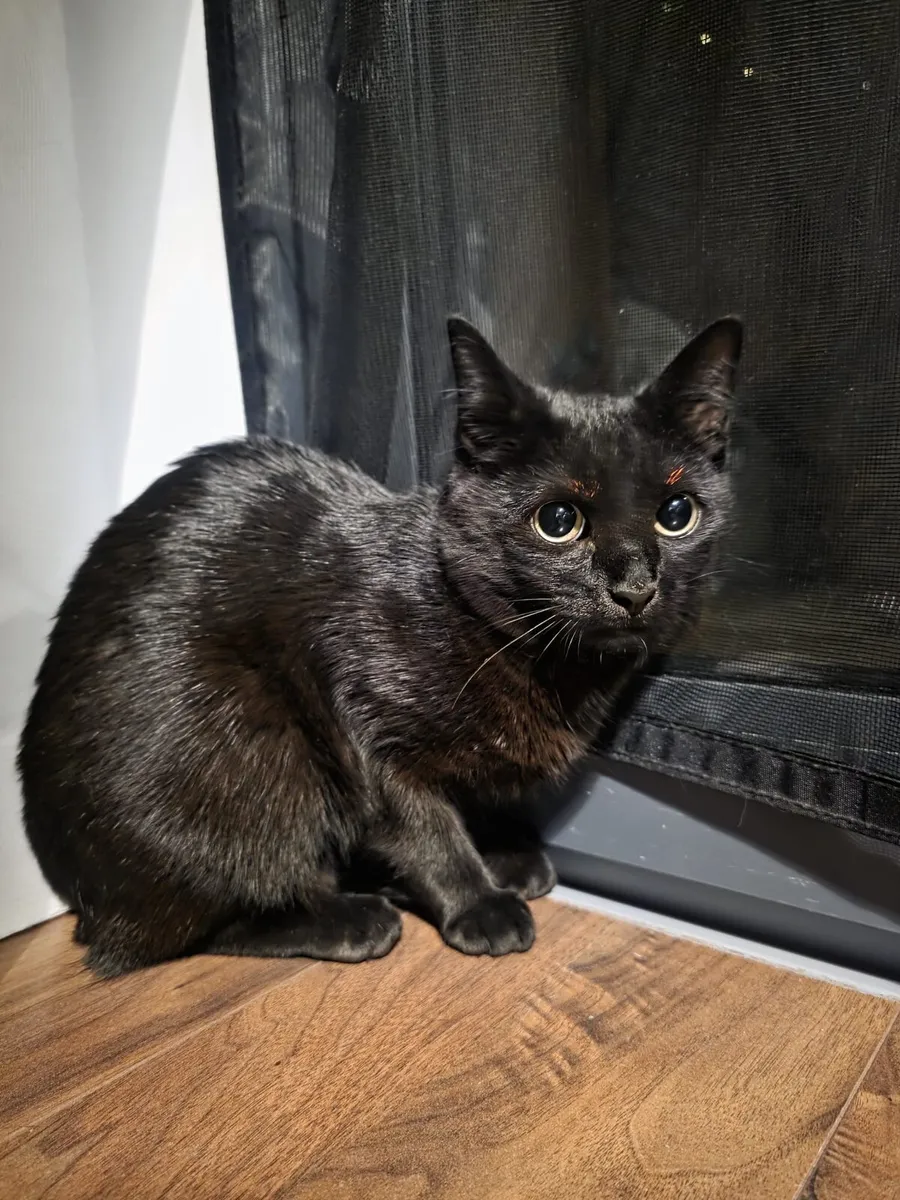 Cat for Free! - Image 3