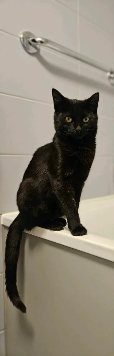 Cat for Free! - Image 1