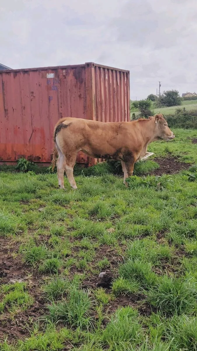 Breeding heifers (2 purebred registered) - Image 2