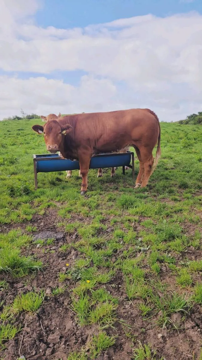 Breeding heifers (2 purebred registered) - Image 3