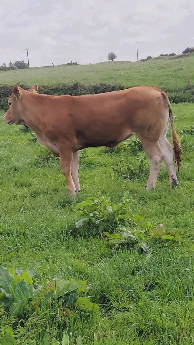 Breeding heifers (2 purebred registered) - Image 4