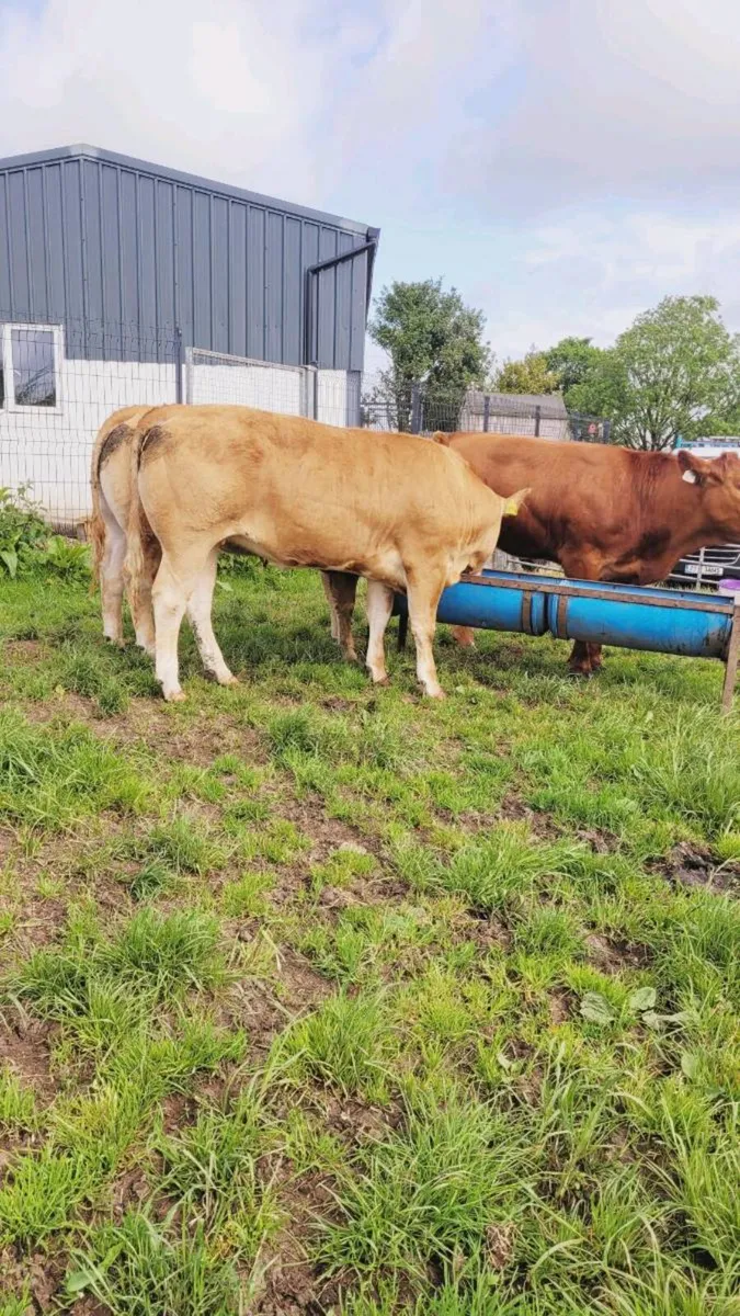 Breeding heifers (2 purebred registered) - Image 1