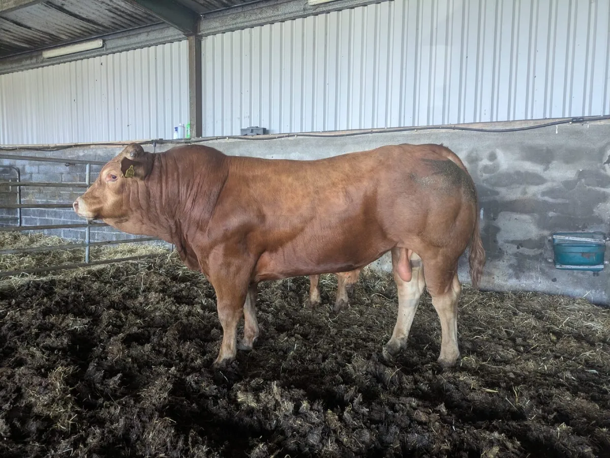 Limousin Bull - Image 1