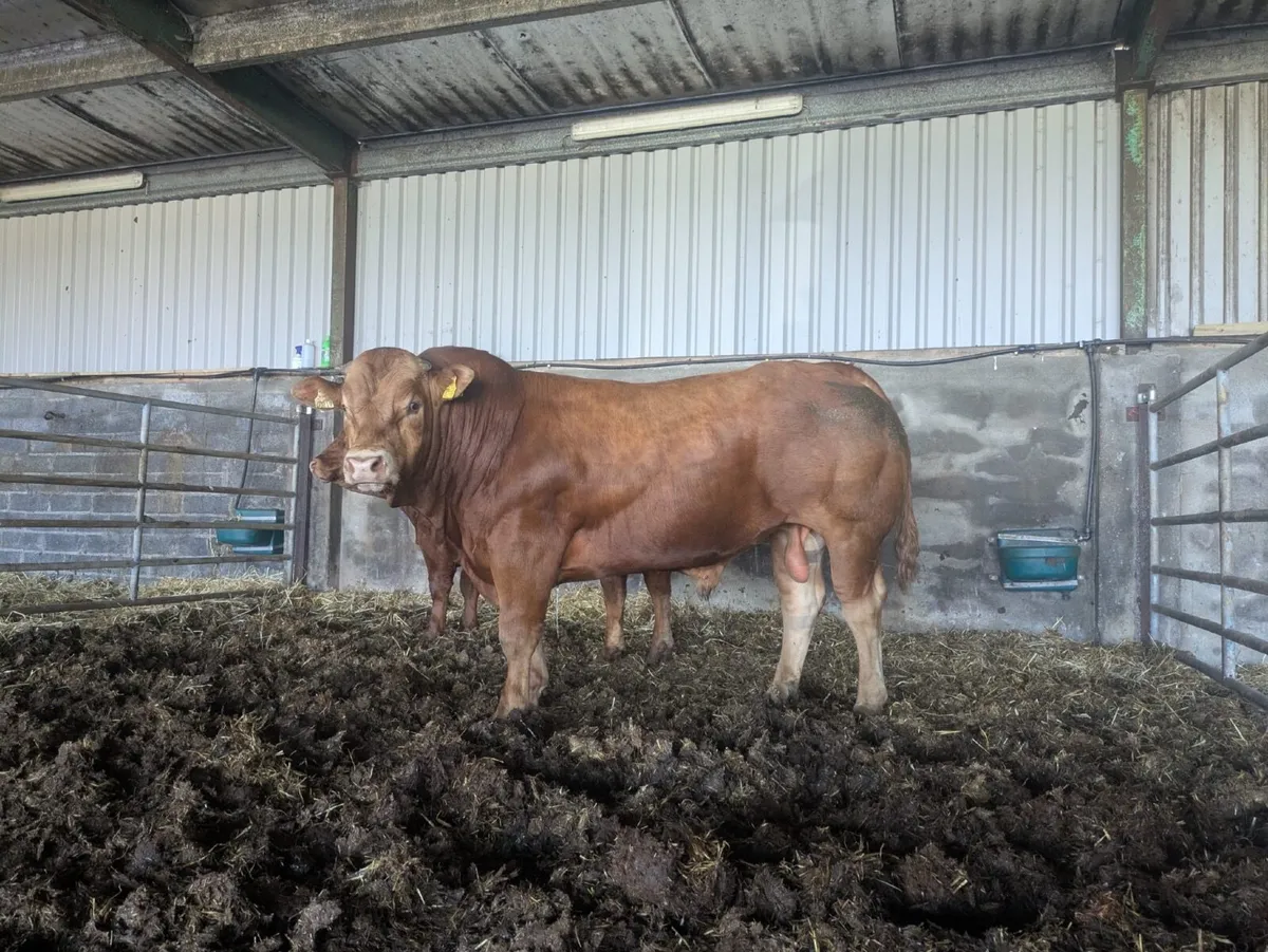 Limousin Bull - Image 2
