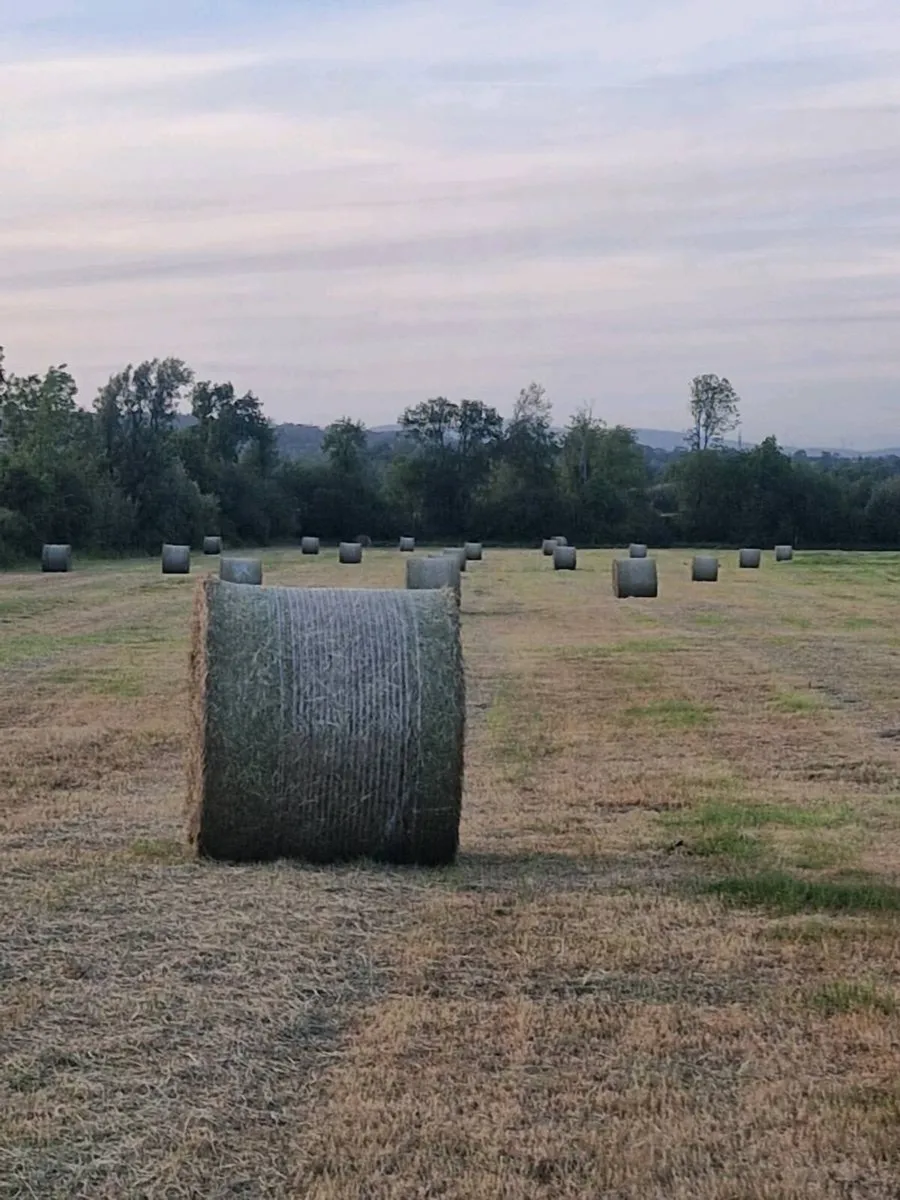 Hay - Image 2