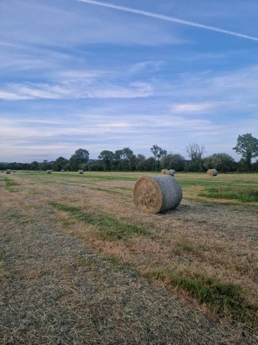Hay - Image 3