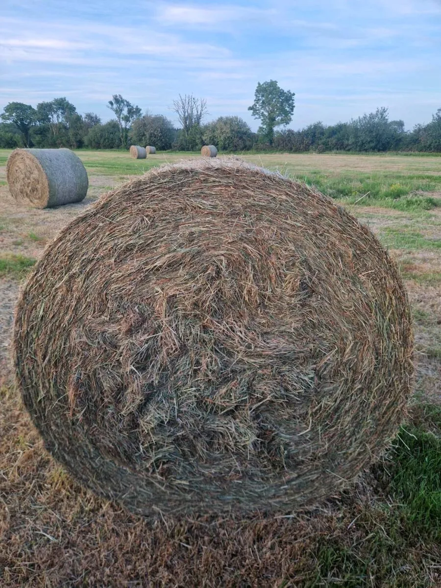 Hay - Image 4
