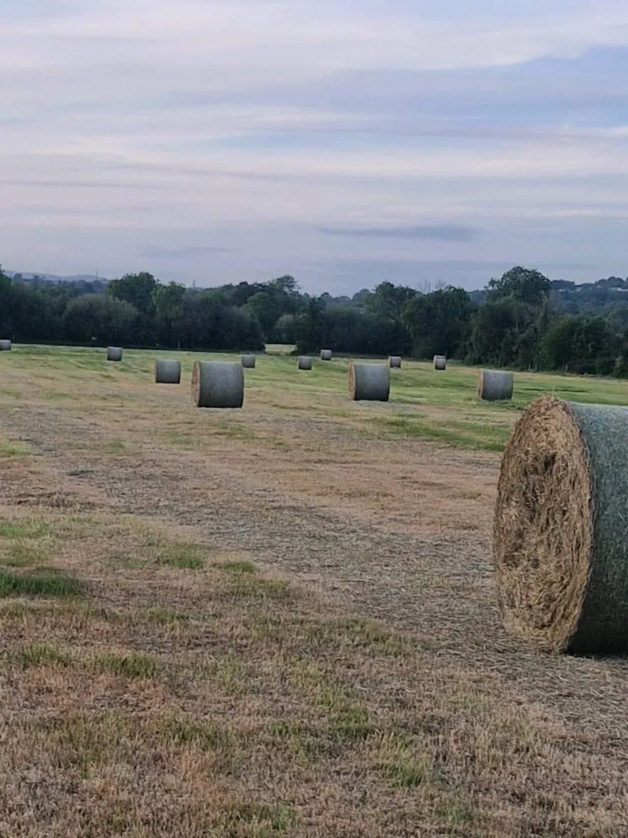 Hay - Image 1