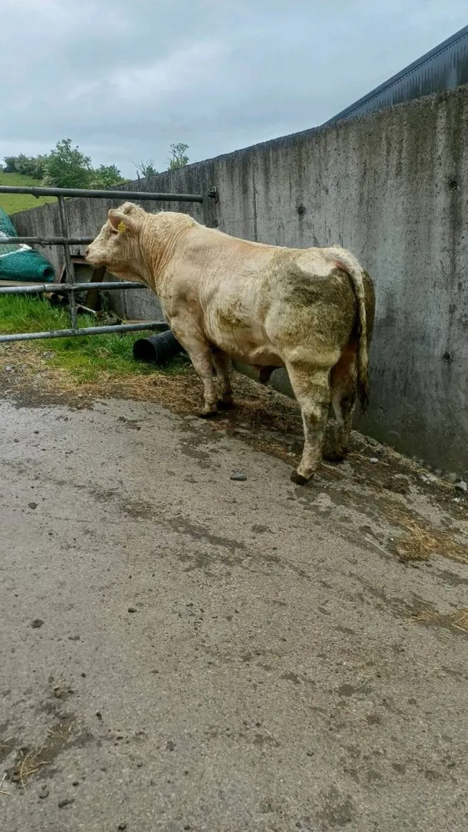 Ch  bull