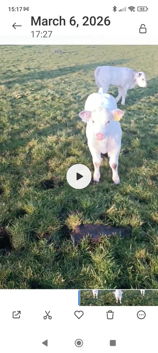 EPI bull - Image 2