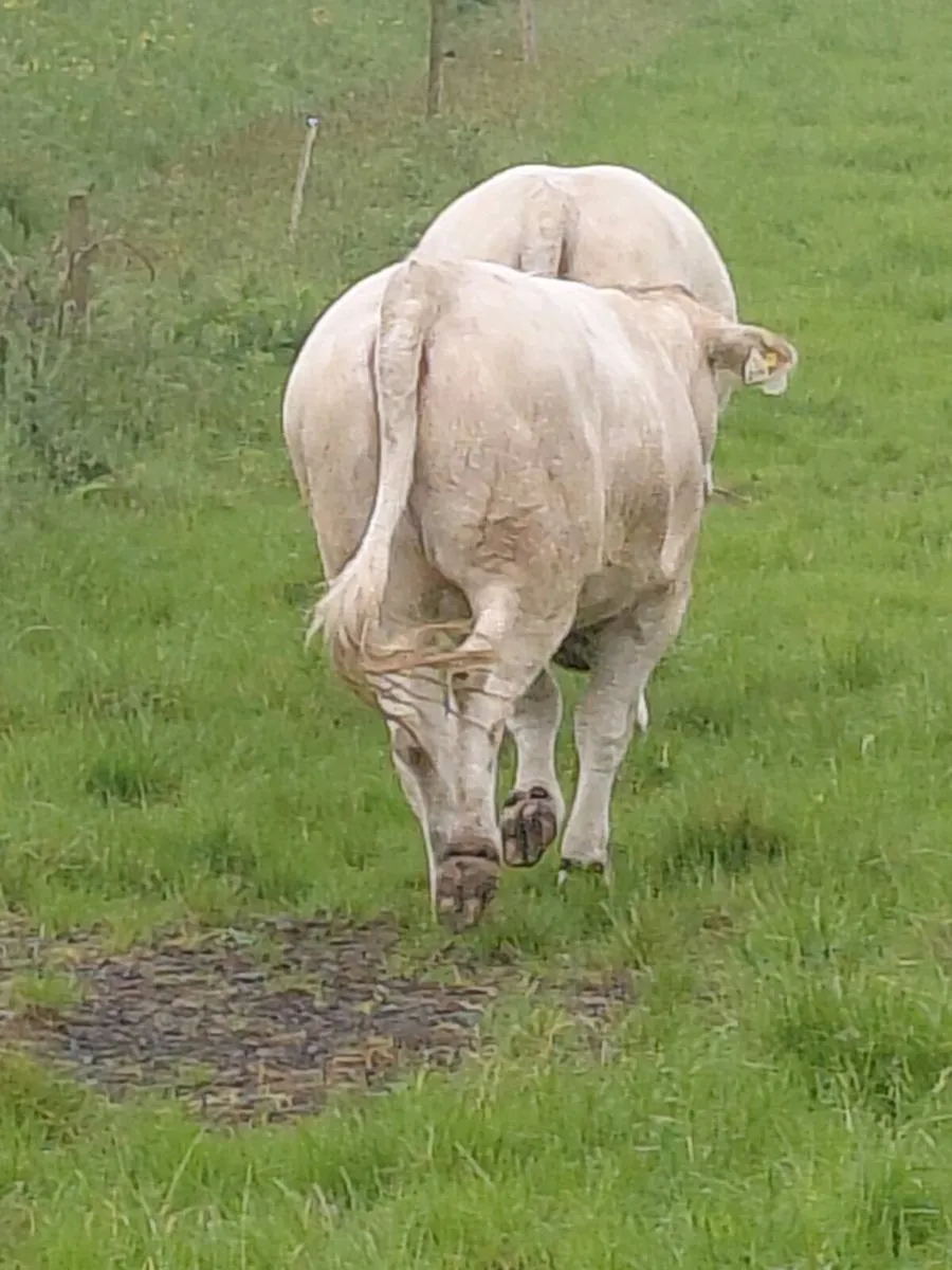 Pedigree charolais heifers - Image 4