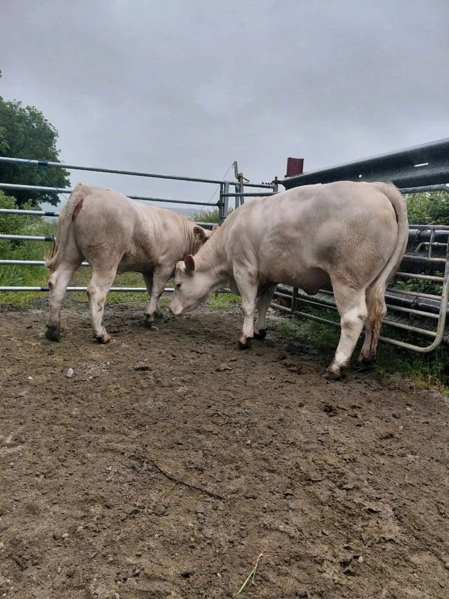 Pedigree charolais heifers - Image 1