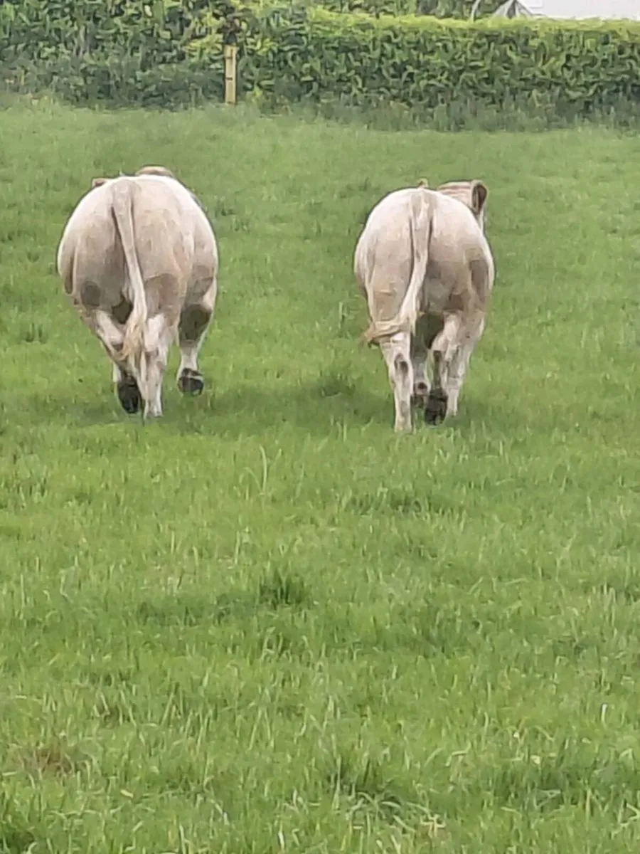 Pedigree charolais heifers - Image 2