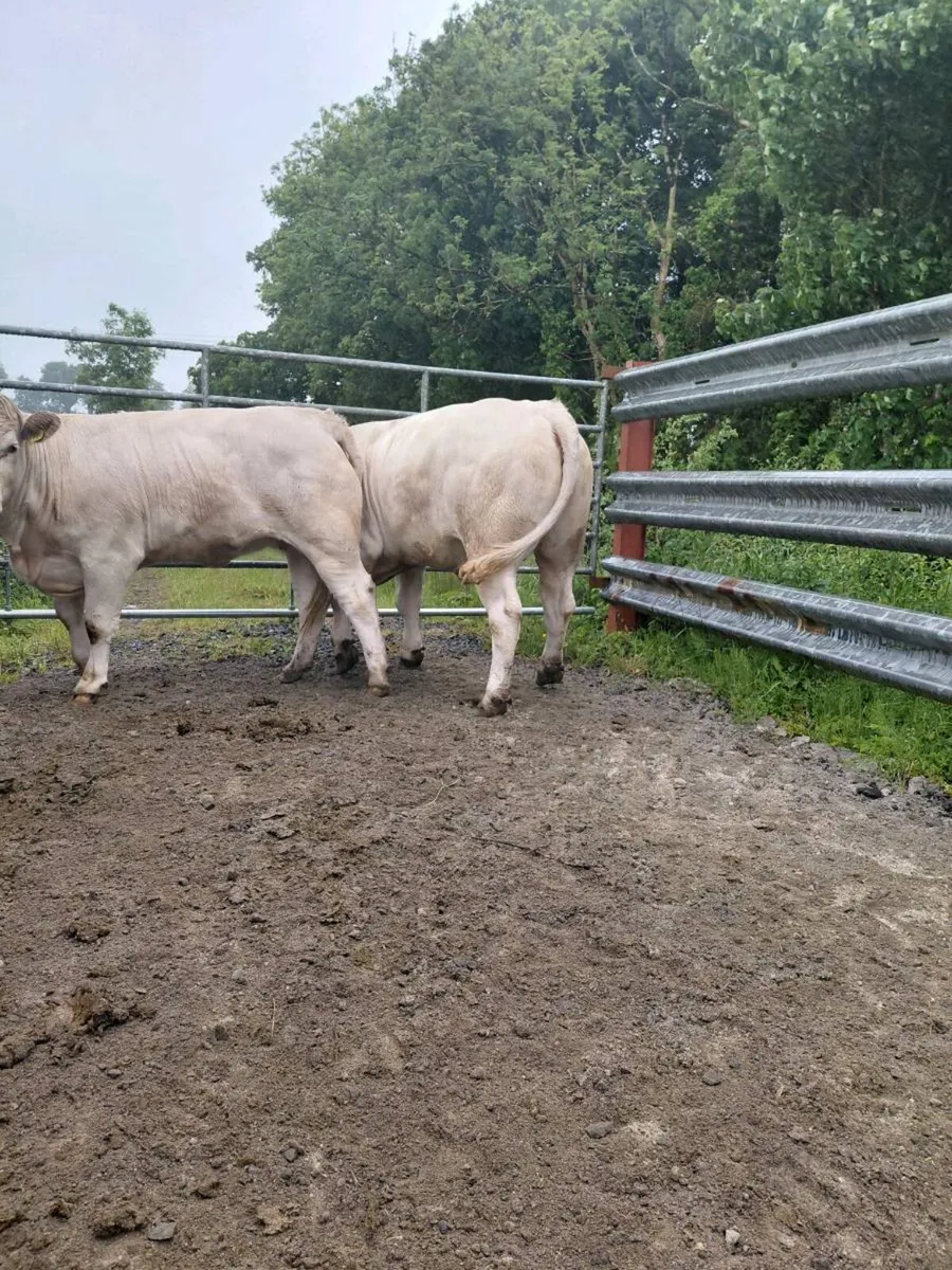 Pedigree charolais heifers - Image 3