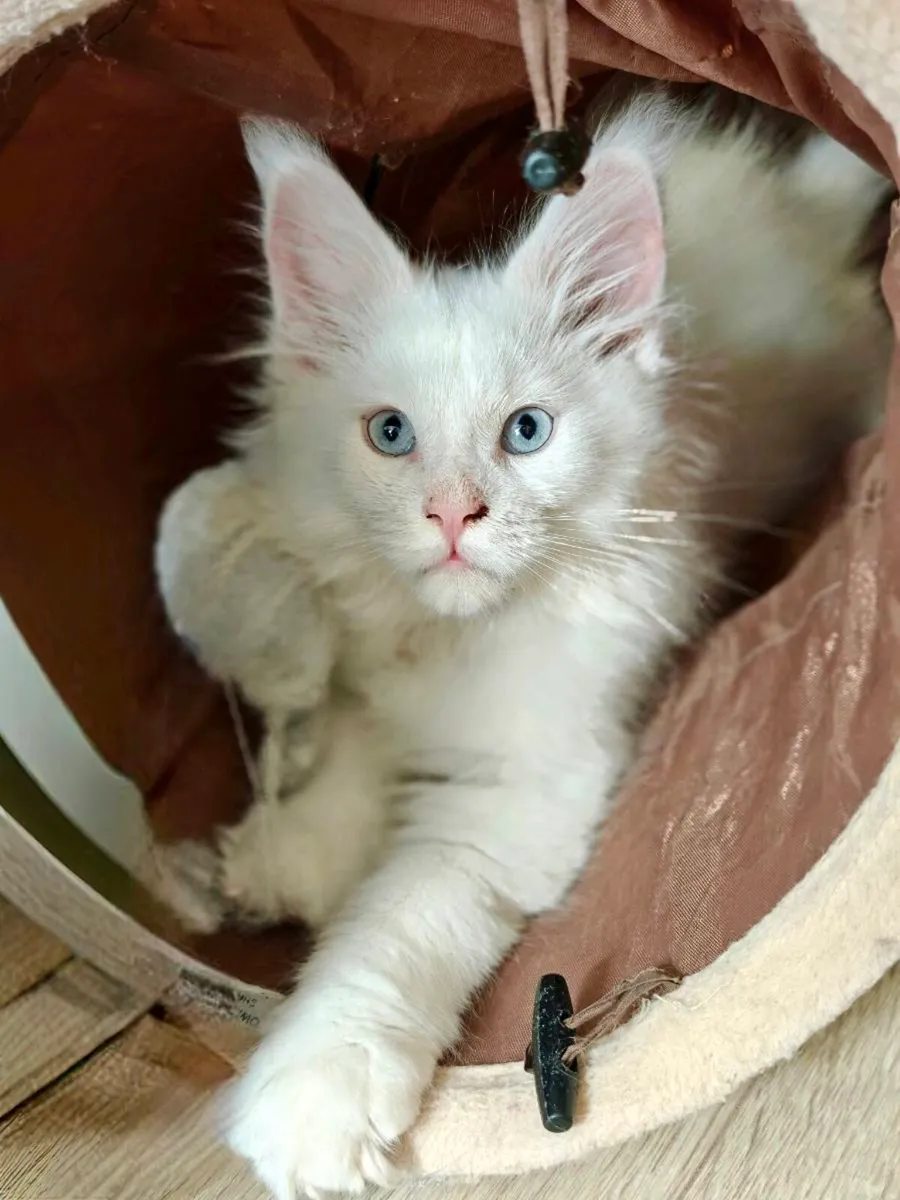 *Both reserved* Maine Coon kittens - Image 2