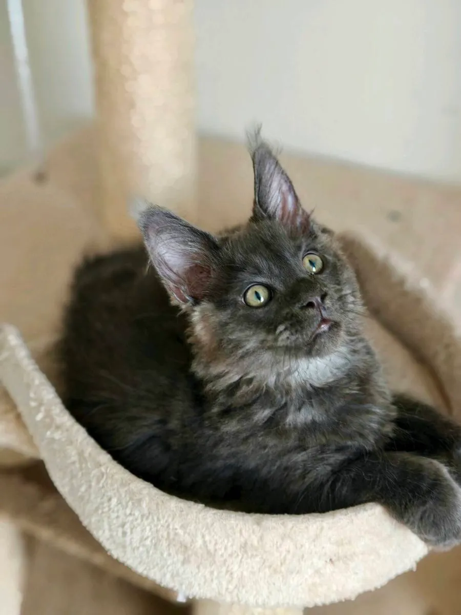*Both reserved* Maine Coon kittens - Image 4