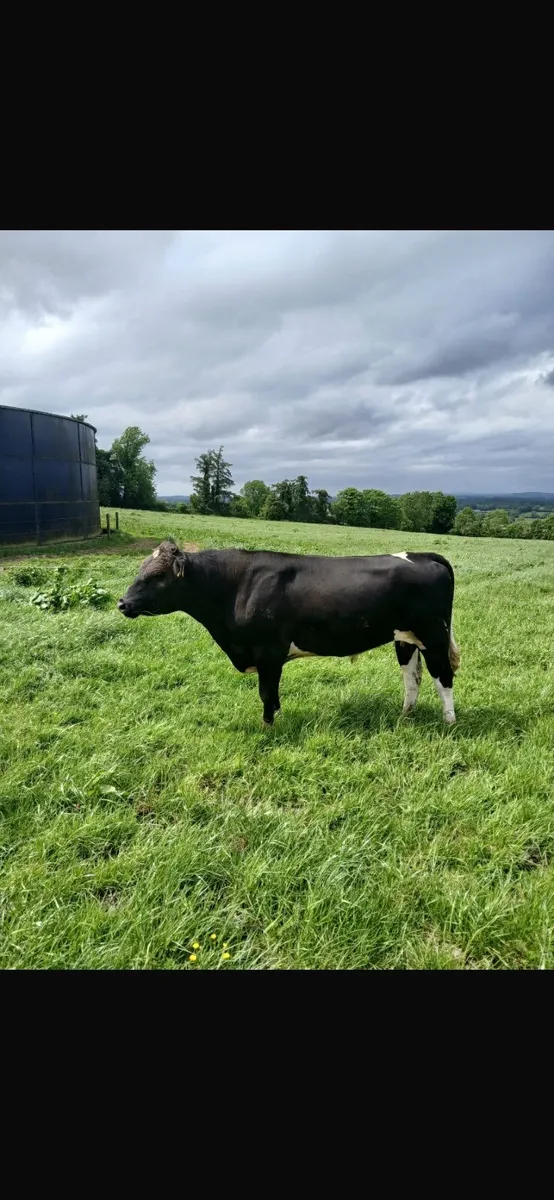 Friesian Bull - Image 2