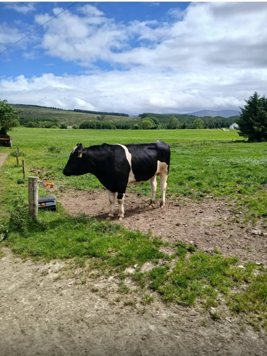 Friesian Bull - Image 1