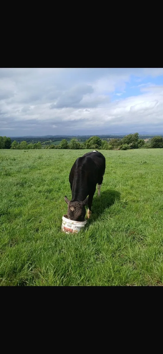 Friesian Bull - Image 3
