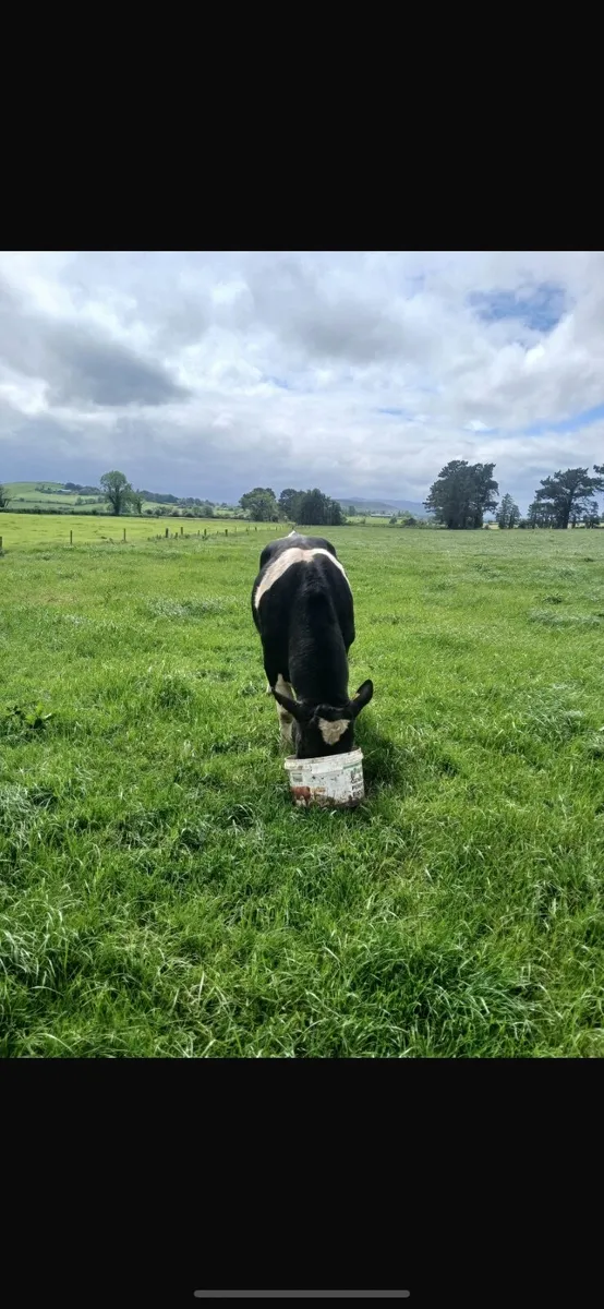 Friesian Bull - Image 4