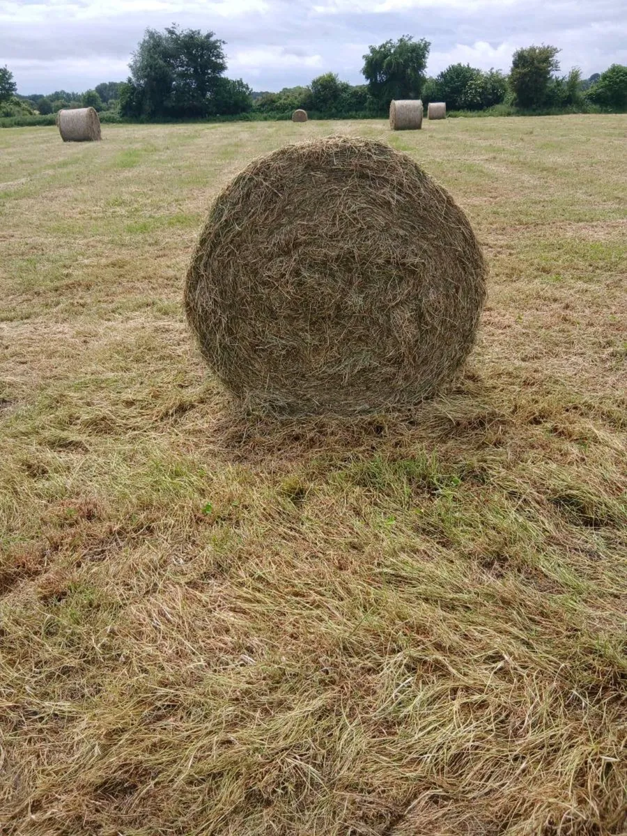 Hay and silage - Image 1