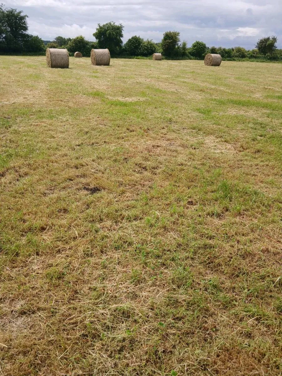 Hay and silage - Image 3