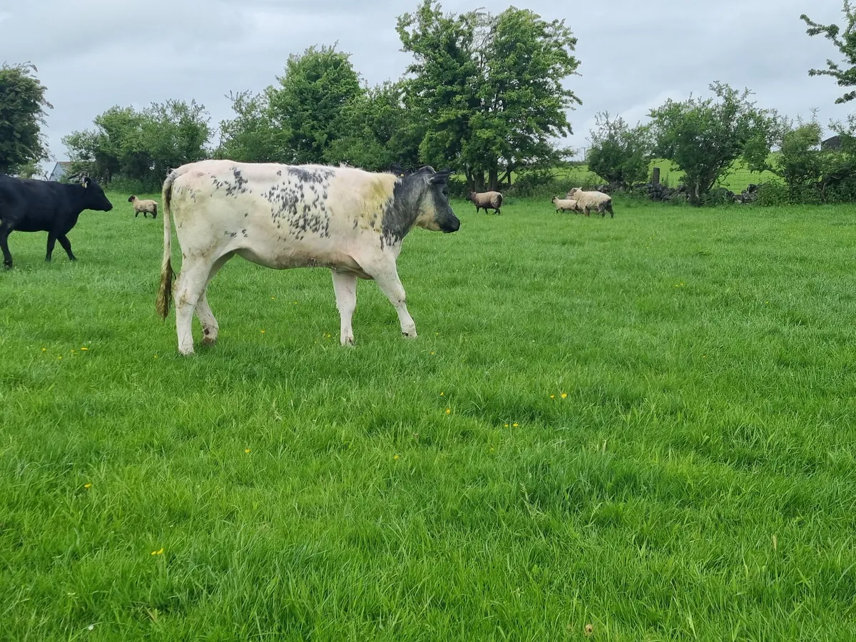 Belgian Blue Heifers - Image 2